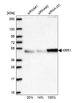 KRR1 Antibody, Novus Biologicals 25 &mu;L, Unconjugated:Antibodies, Polyclonal